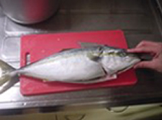 いなだ釣り