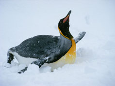 目立ちペンギン