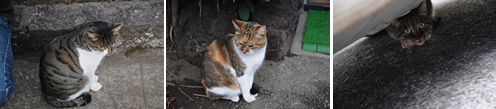 ねこ様1号2号3号