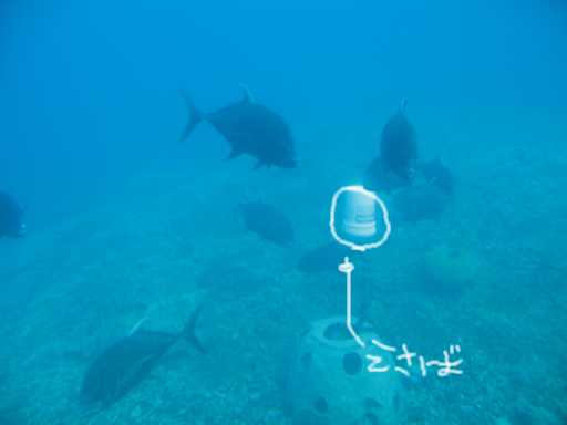 お魚発見!
