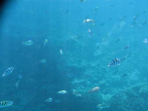 お魚いっぱい。