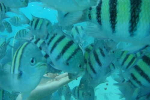 魚がいっぱい