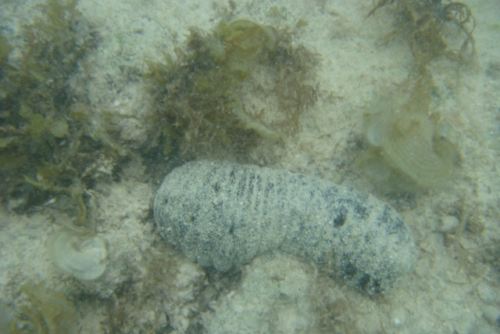 漢字は海鼠だけど鼠っぽくないですよね