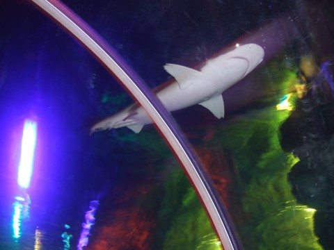 幻想的な空間