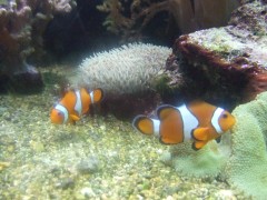 ニモでーす。